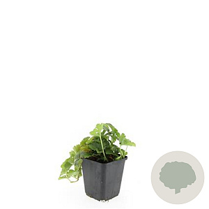 Waldsteinia ternata GM P9