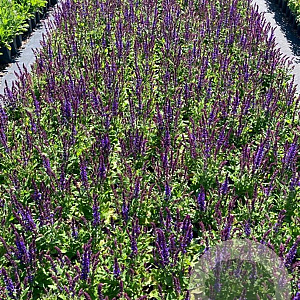 Salvia nem. 'Blaukönigin' GM 2,0L