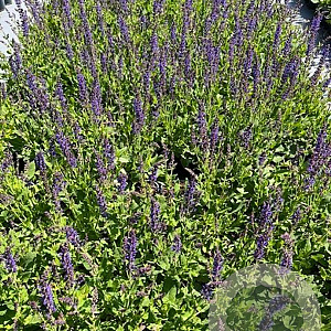 Salvia nem. 'Mainacht' GM 2,0L