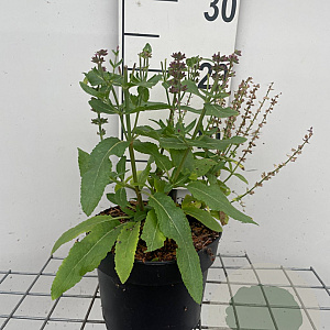 Salvia nem. 'Ostfriesland' GM 2,0L