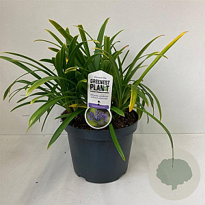 Agapanthus 'Dr Brouwer' 30-35 cm 7,5L