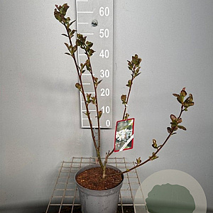 Aronia prunifolia 'Viking' 50-60 cm 3,0L