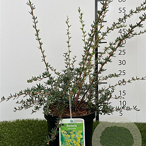 Berberis stenophylla 30-40 cm 3,0L