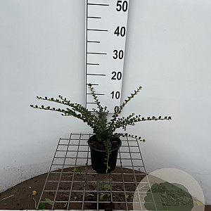 Cotoneaster horizontalis 30-40 cm C1.3