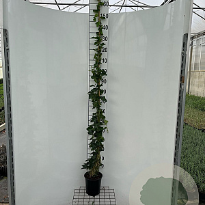 Hedera hibernica 170-200 cm 3,5L met stok