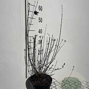 Philadelphus 'Lemoinei' 50-60 cm 3,0L