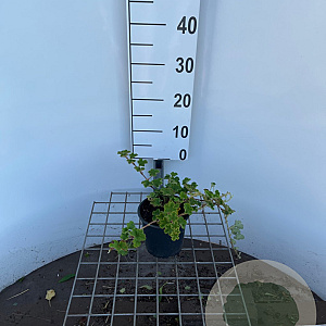 Rubus pentalobus 'Emerald Carpet' 25-30 cm C1.3