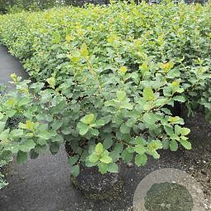 Spiraea betulifolia 'Tor' 25-30 cm 3,0L