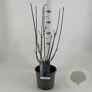 Cornus alba 'Kesselringii' 50-60 cm 3,0L