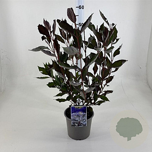 Cornus alba Nightfall 40-50 cm 3,0L