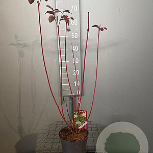 Cornus alba 'Sibirica' 50-60 cm 3,0L