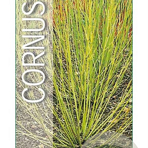 Cornus sericea 'Flaviramea' 50-60 cm 3,0L