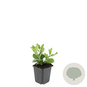 Aster ageratoides 'Asran' GM P9