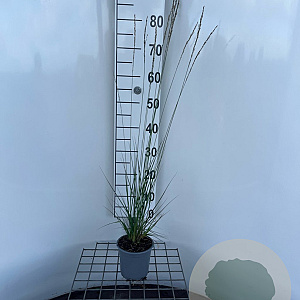 Molinia caerulea 'Heidebraut' 30-40 cm C1.3