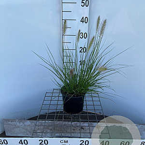 Pennisetum al. 'Hameln' 30-40 cm 2,5L