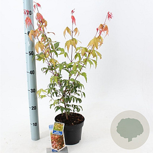 Acer palmatum 30-40 cm 2,0L