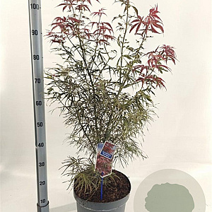 Acer pal. 'Red Pygmy' 40-50 cm 10L