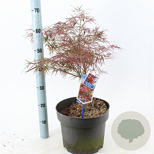 Acer pal. 'Red Pygmy' 40-50 cm 10L