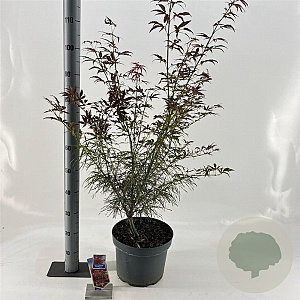 Acer pal. 'Red Pygmy' 40-50 cm 10L