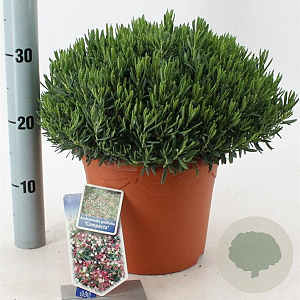 Andromeda polifolia 'Compacta' 25-30 cm 5,0L