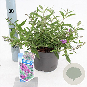 Buddleja Free Petite Dark Pink 20-25 cm 2,0L