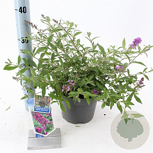 Buddleja Free Petite Dark Pink 20-25 cm 2,0L