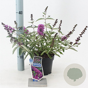 Buddleja Free Petite Tutti Fruitti 20-25 cm 2,0L