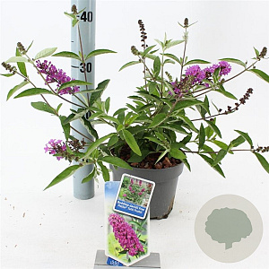 Buddleja Free Petite Tutti Fruitti 20-25 cm 2,0L