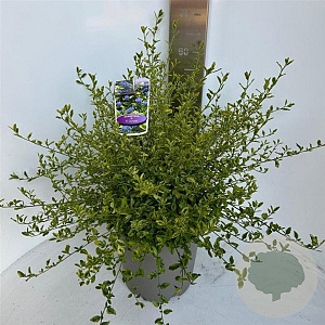 Ceanothus El Dorado 40-50 cm 10L