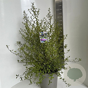 Ceanothus El Dorado 40-50 cm 10L