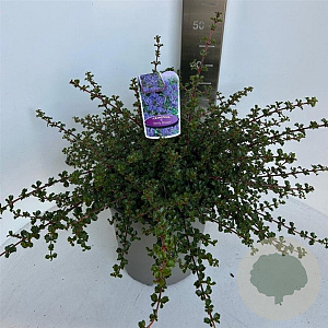 Ceanothus 'Emily Brown' 40-50 cm 10L
