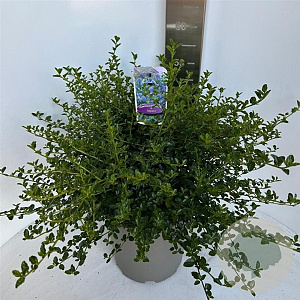 Ceanothus thyrsiflorus repens 40-50 cm 10L
