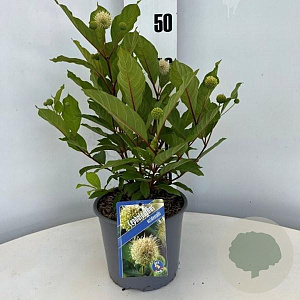 Cephalanthus occidentalis 30-40 cm 3,0L