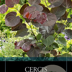 Cercis can. 'Merlot' 175-200 cm 10L geveerd