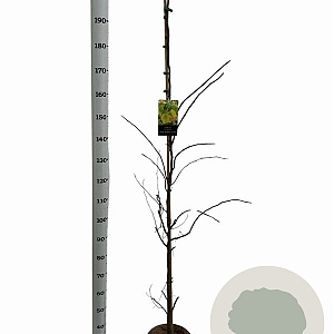 Cercis can. The Rising Sun 175-200 cm 10L geveerd