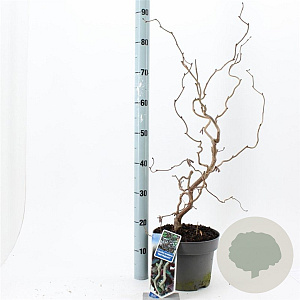 Corylus 'Red Majestic' 60-70 cm 5,0L