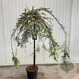 Cotoneaster apiculatus 'Blackburn' 120 cm stam 12L 2jr.kroon