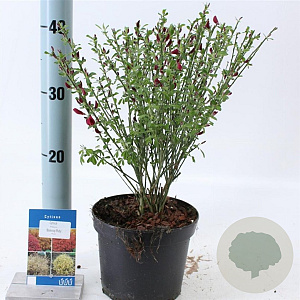 Cytisus 'Boskoop Ruby' 20-25 cm 2,0L