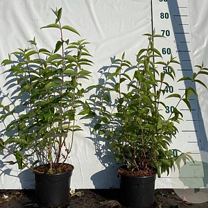 Deutzia scabra 'Plena' 60-80 cm 2,0L