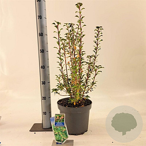 Enkianthus campanulatus 40-50 cm 5,0L