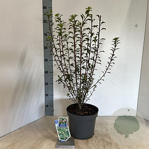 Enkianthus campanulatus 40-50 cm 5,0L