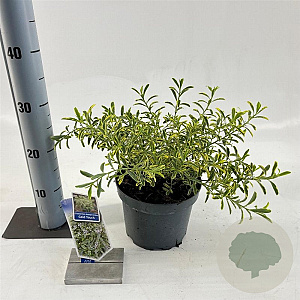 Eriostemon myoporoides Gold Touch 30-40 cm 3,0L
