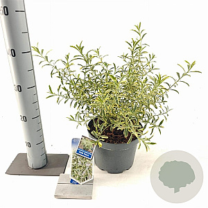 Eriostemon myoporoides Gold Touch 30-40 cm 3,0L