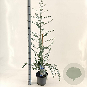 Eucalyptus gunnii Silverana 30-40 cm 5,0L