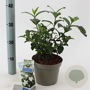 Gardenia jasm. Double Diamonds 25-30 cm 2,0L