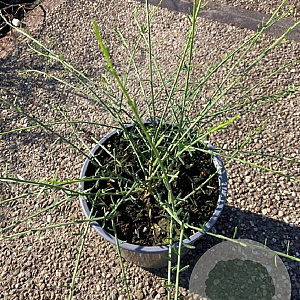 Genista lydia 30-40 cm 2,0L