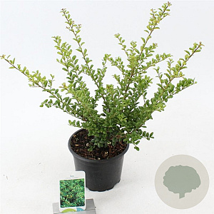 Ilex crenata 'Convexa' 20-30 cm 2,0L