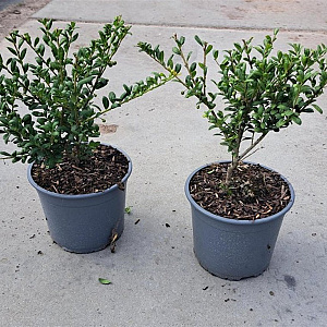 Ilex crenata 'Convexa' 20-30 cm 2,0L