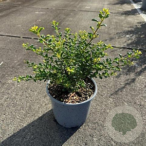 Ilex crenata 'Convexa' 30-40 cm 3,0L