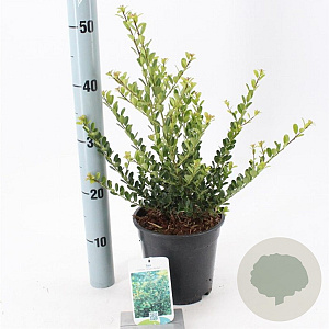 Ilex crenata 'Green Hedge' 20-25 cm 2,0L